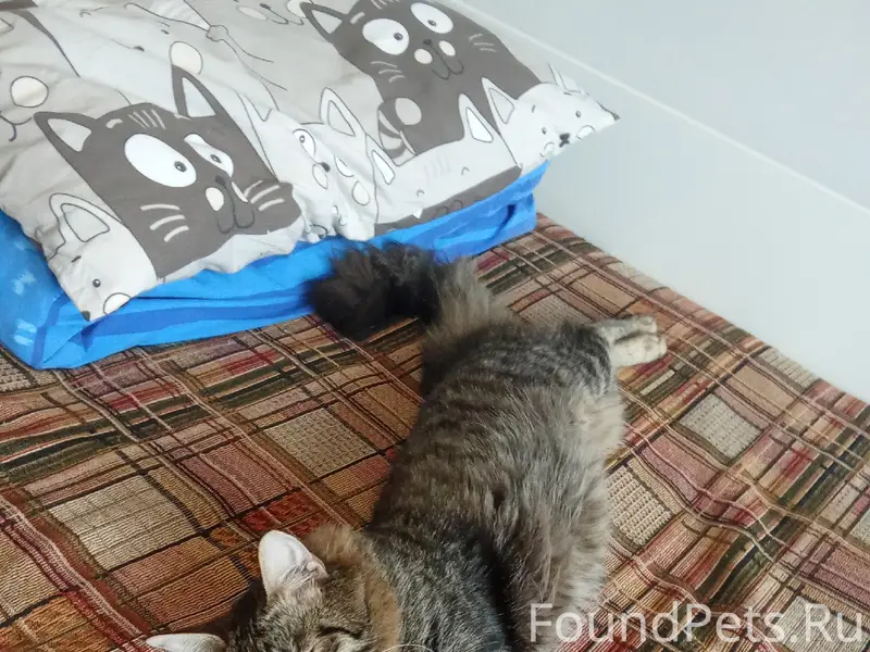 Найдена кошка, улица Можайского