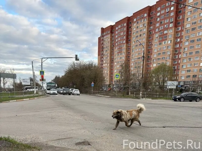 Пропала собака, Новлянск