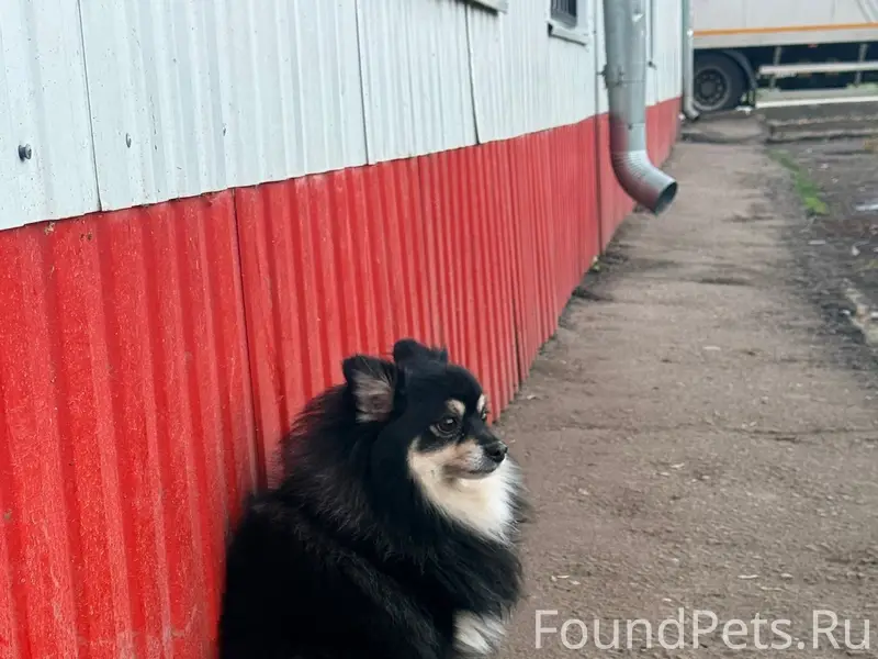 Пропала собака, район Первая советская