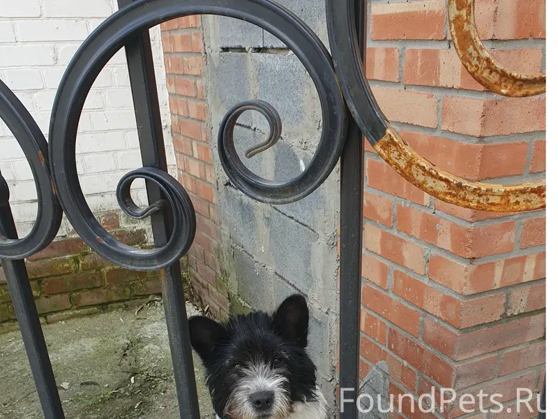 Пропал домашний пёс, Ленинский район Нового поселения