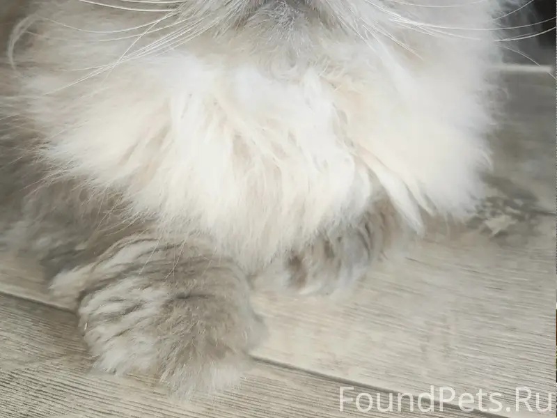 Пропал персидский кот Кузя, д. Игнатово