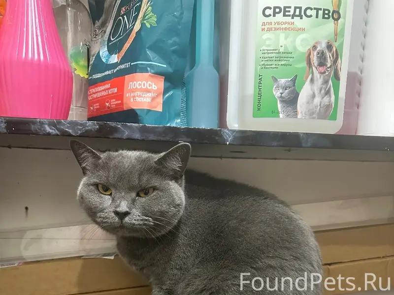 Найдена кошка, Британка, Бежицкий район
