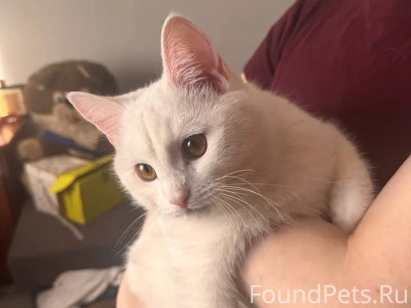 Пропал кот, пгт Волжский