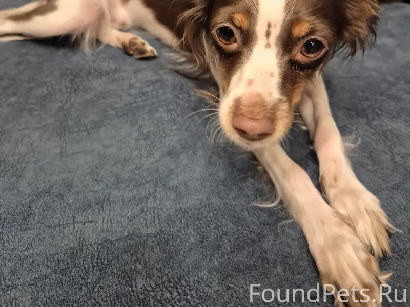 Найден пёс, Комарово