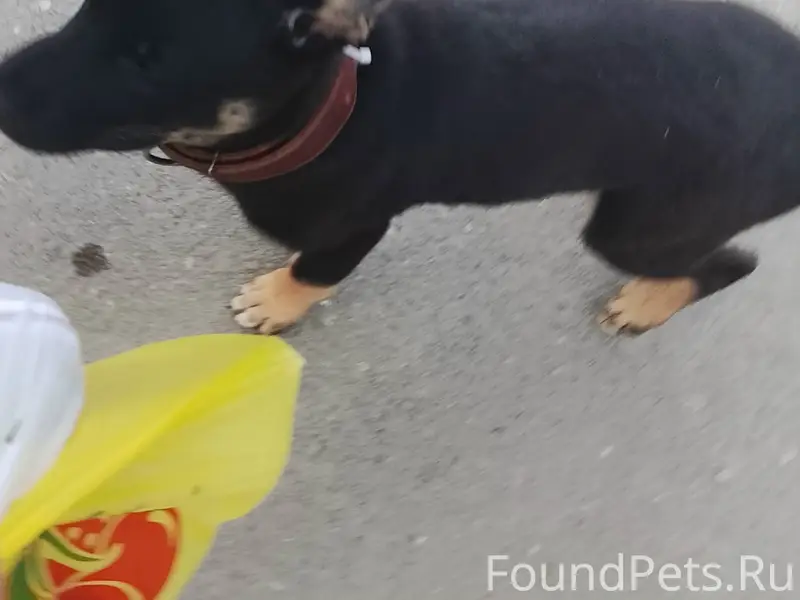 Найден щенок метис овчарки и хаски, Евпатория