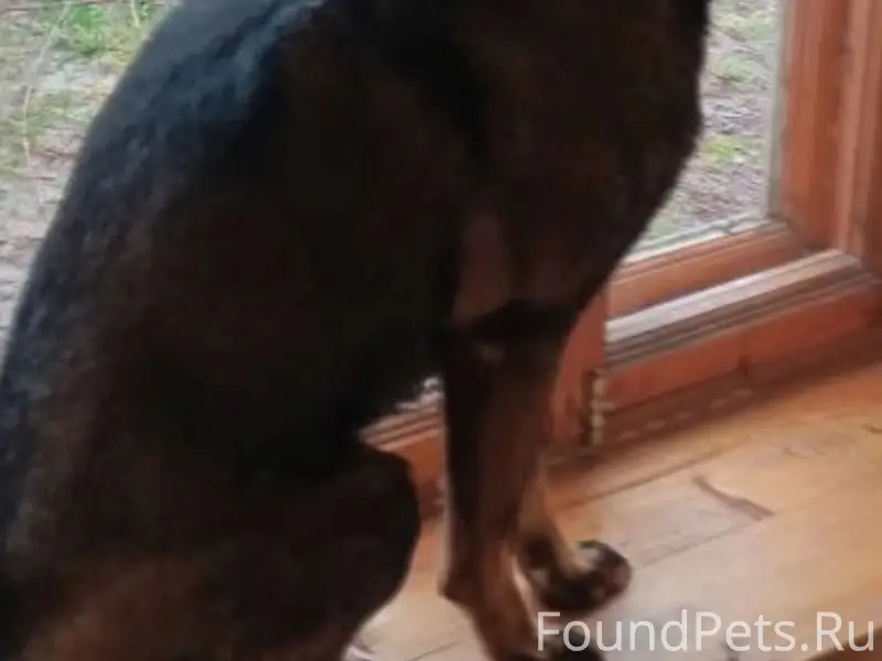 Пропал Мухтар, Щербинки