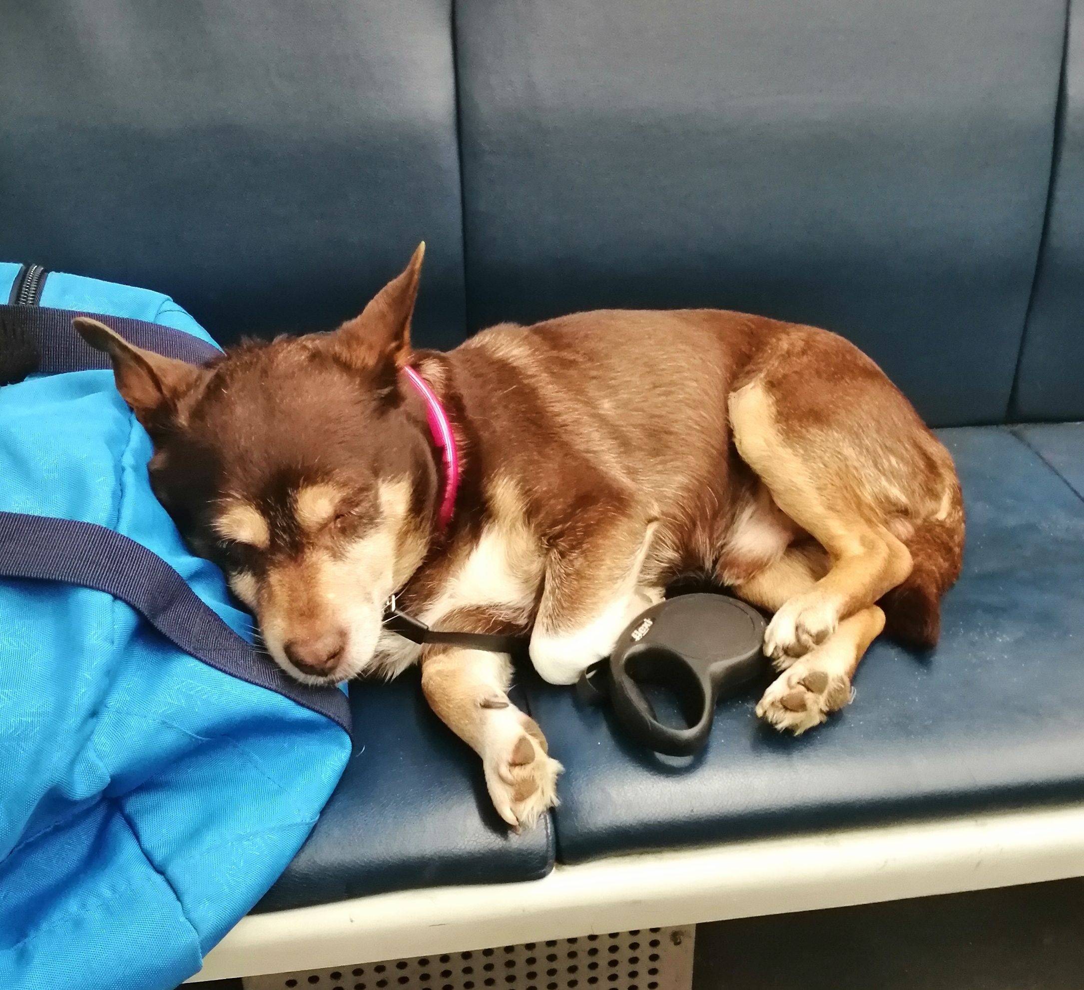 Пропал метис Чип, район Соминка