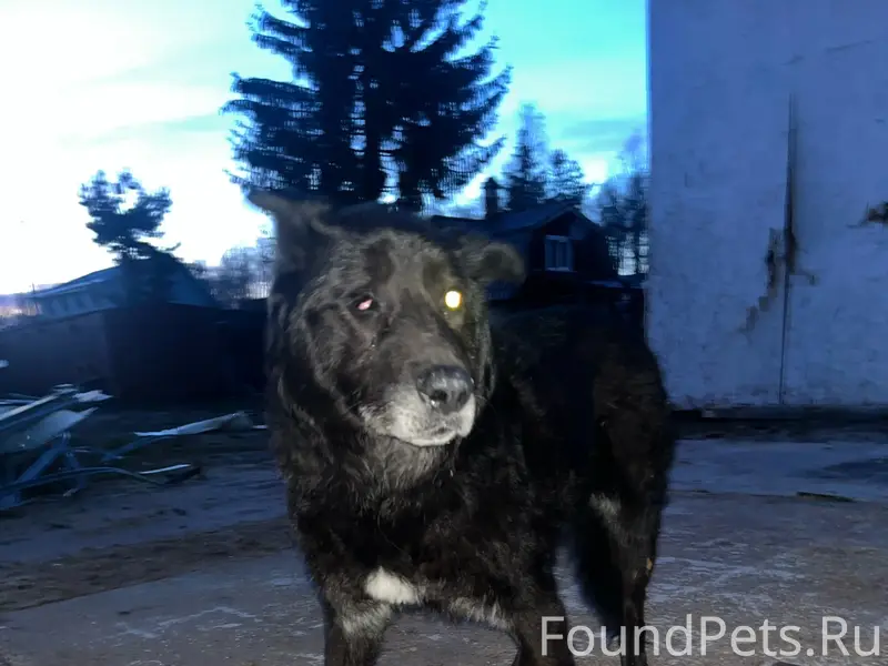 Найден старый кобель, слепой на один глаз, Борисова грива