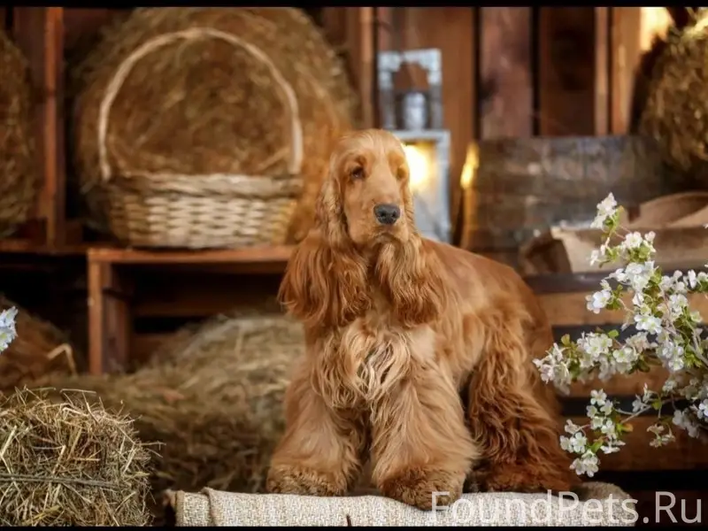 Пропал Английский Кокер Спаниель, Красково