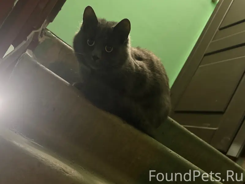 Пропал дымчатый кот, Кировский район