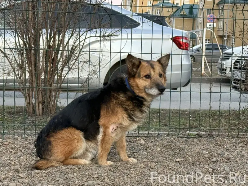 Пропала собака, Большие Дербышки