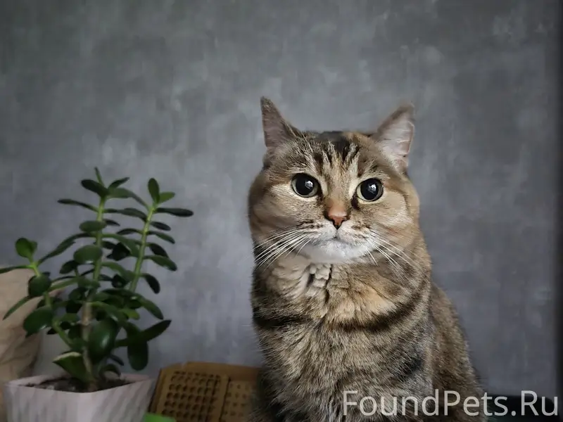 Пропала кошка Моня, в районе 12 дома