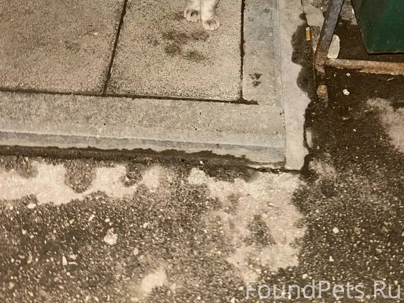 Найден кот, серый с полосками, Ленинский район