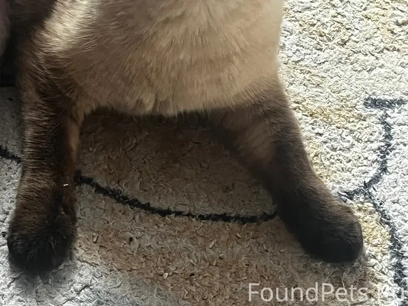 Пропал сиамский кот Юки, Октябрьский проспект