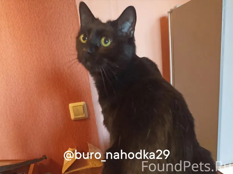 Пропал чёрный кот Биги, Дзержинского 17 к.1