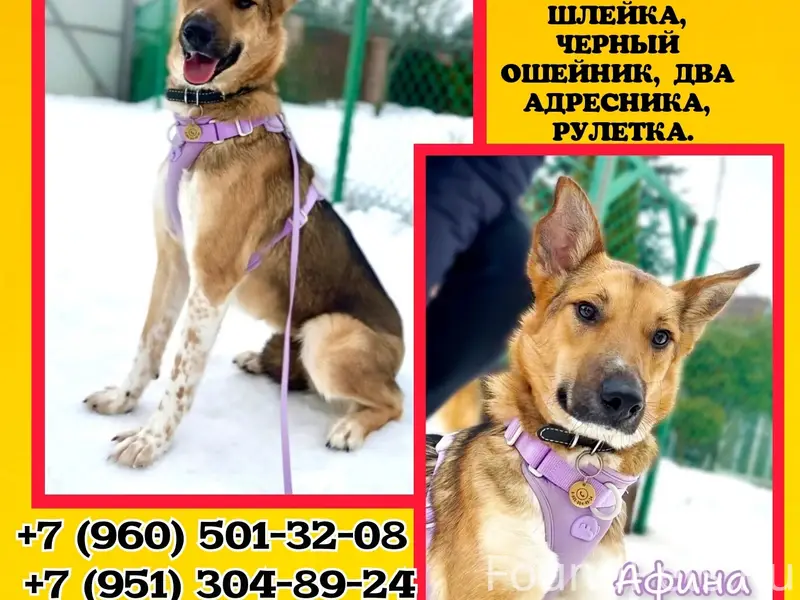 Пропала собака Афина, Иваново, Сортировка