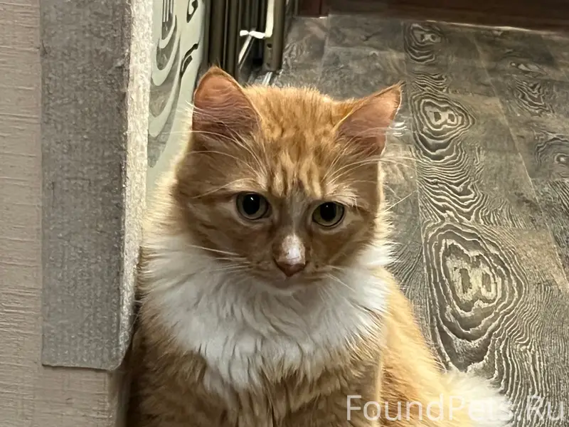 Пропал рыжий кот, Красносельский район