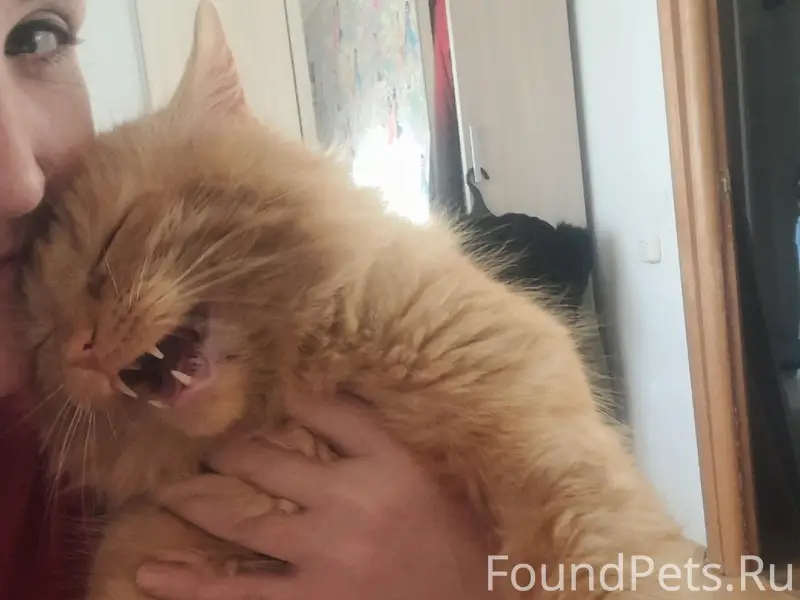 Пропал рыжий кот Мурзик, с. Ул. Западная