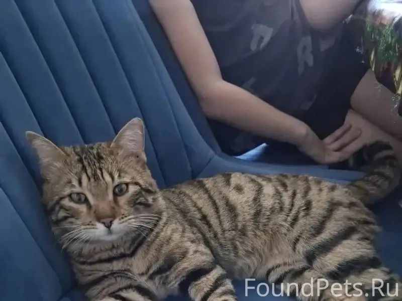 Найден кот