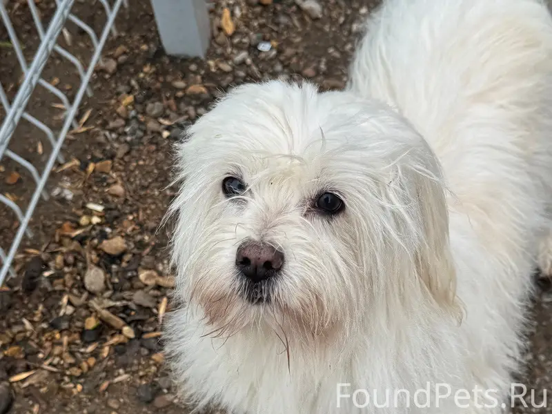 Пропала собака, неизвестное местоположение