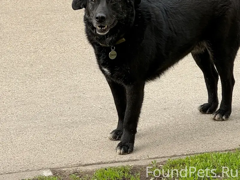 Пропал пёс Гризли, возле метро Победа