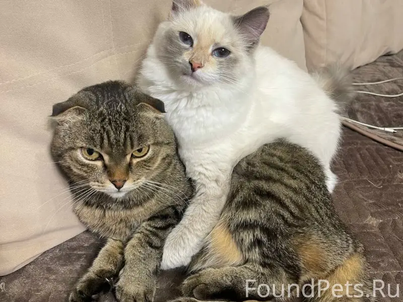 Пропала кошка Белка, район Сахарова