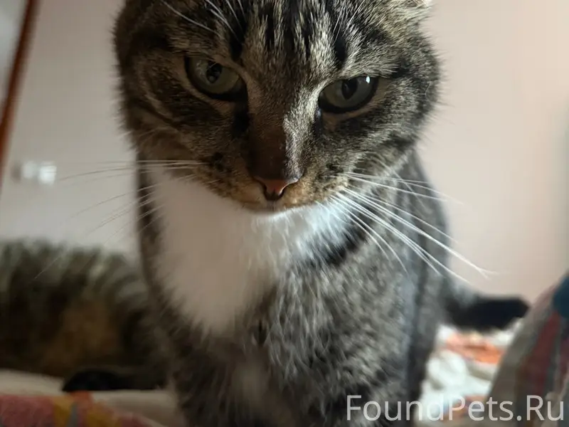 Пропала кошка Муся, улица Ленина