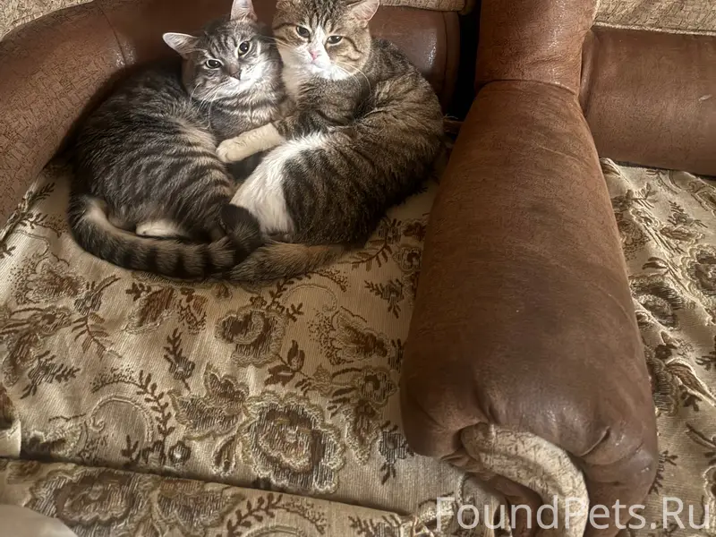 Пропали коты Вася и Тиша