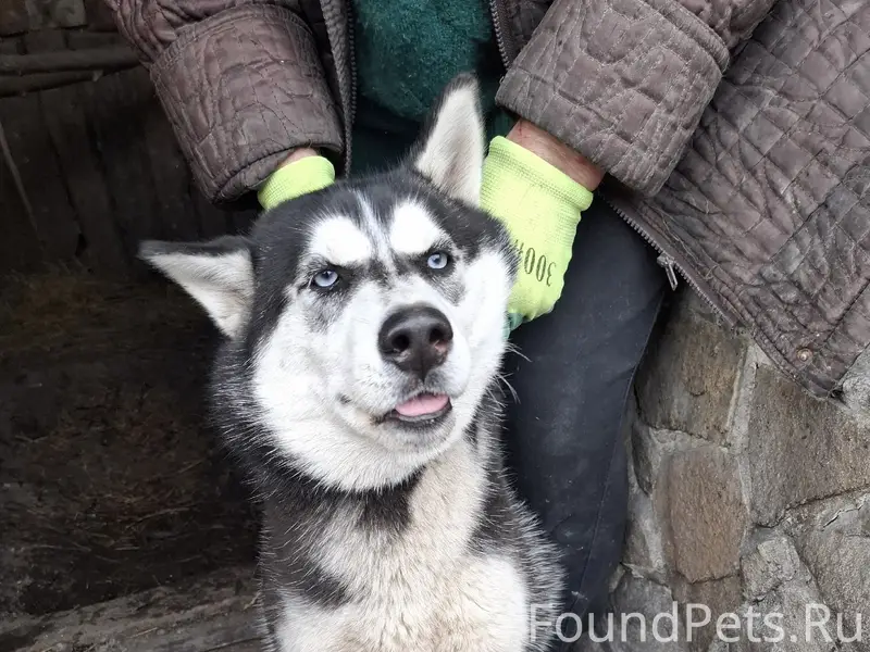 Найдена собака хаски Челси, Макеевка