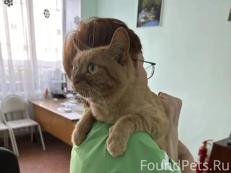 Найден кот, район 2 городской больницы
