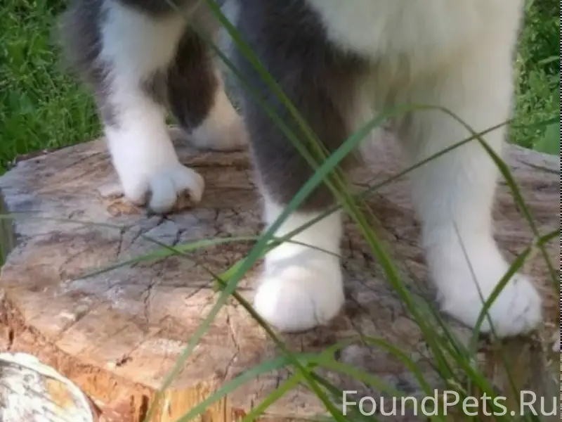 Пропал кот Феликс, мкр. Энергетик