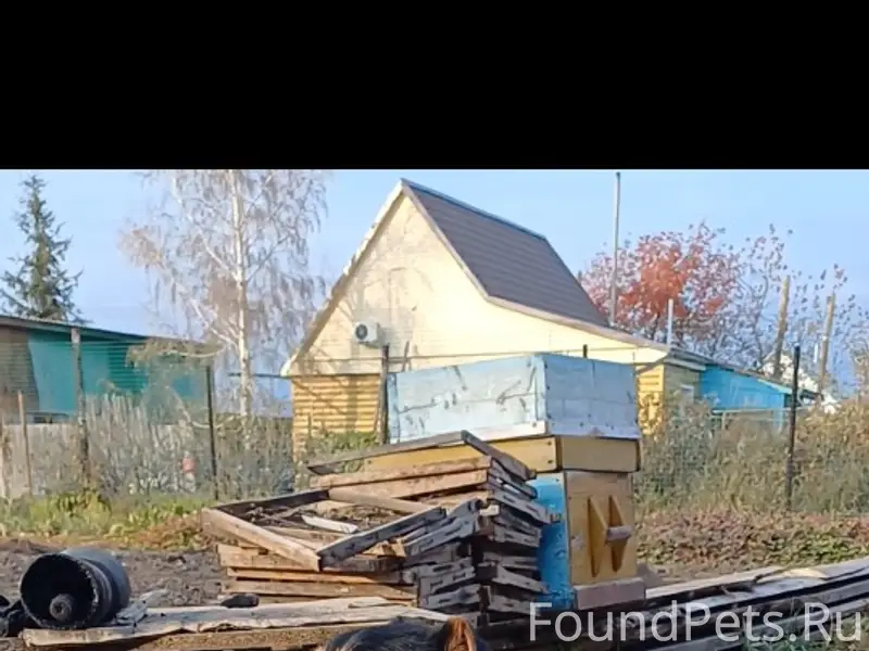 Пропал пёс Рекс, улица Светлая