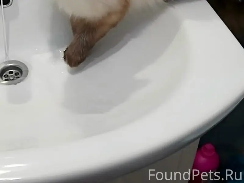 Пропала кошка Мотя (Булочка), рп Обухово