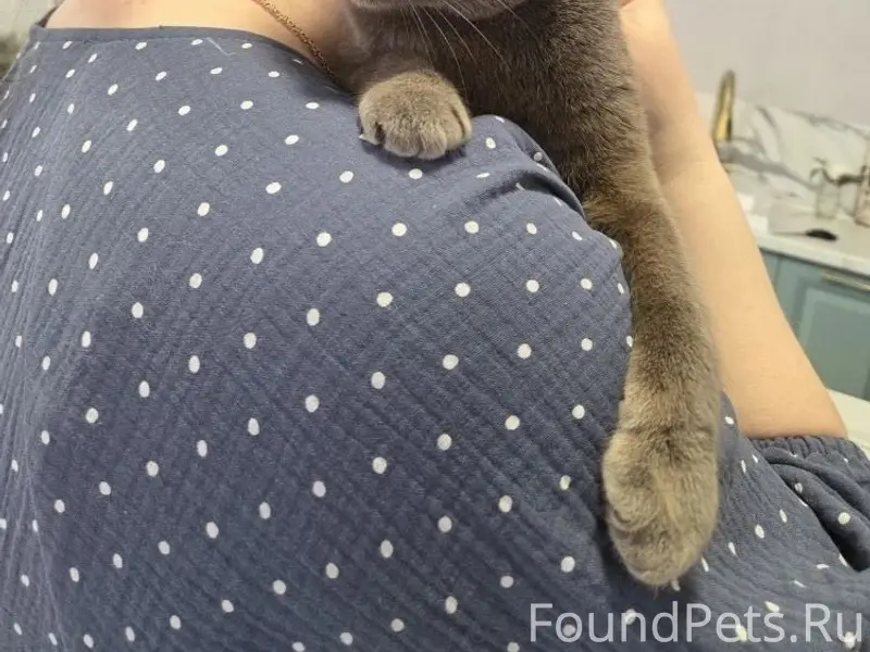 Найден кот, Бийск, Букетная 22