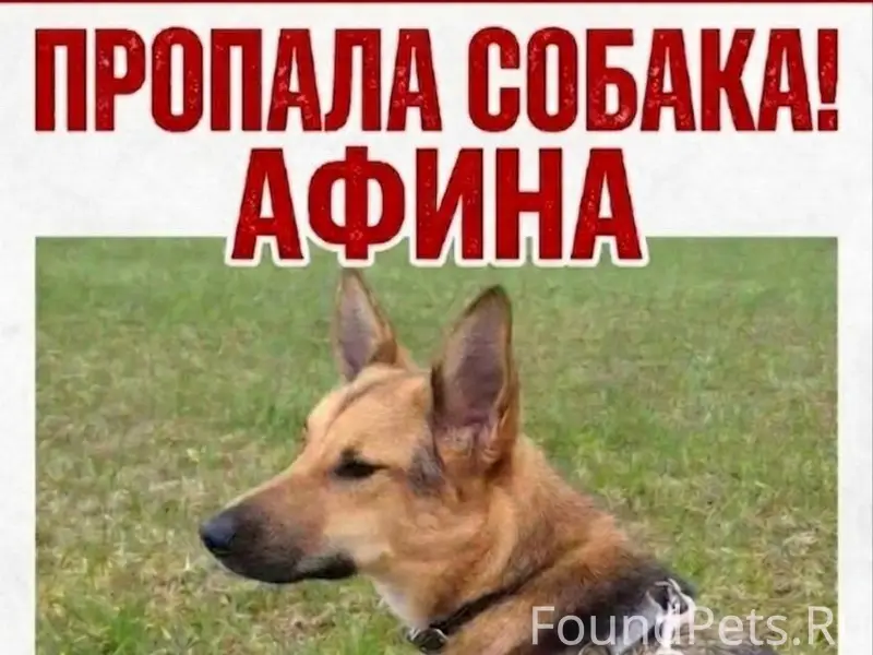 Пропала трехцветная собака Афина, Иваново