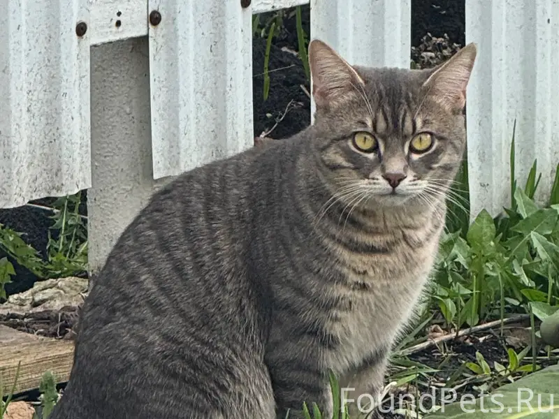 Пропал кот Марс, Сергиевск-Аэродром