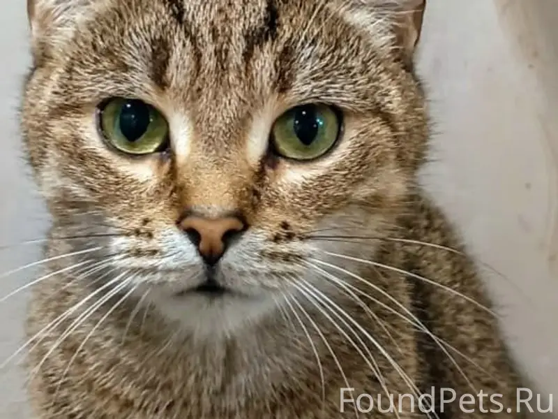 Пропала кошка Феникс, Танкистов, 6
