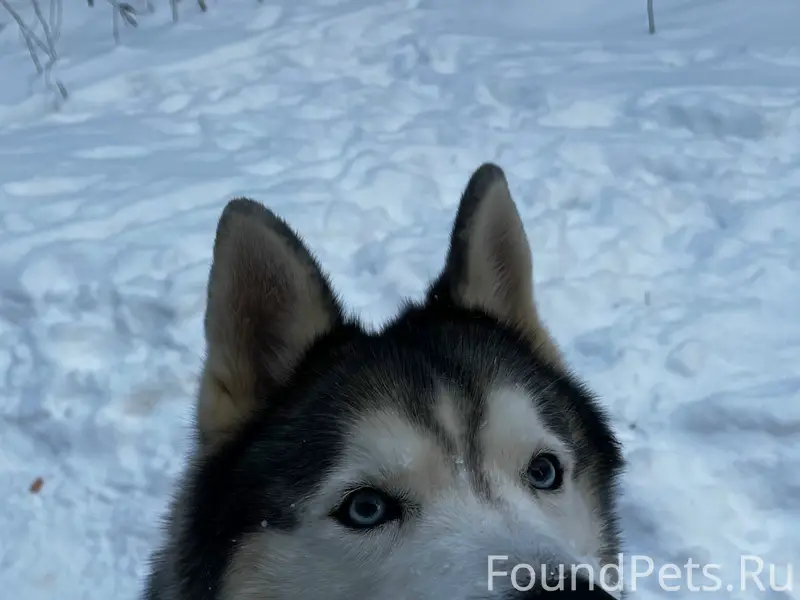 Пропал пес Кекс, Бобачевская роща