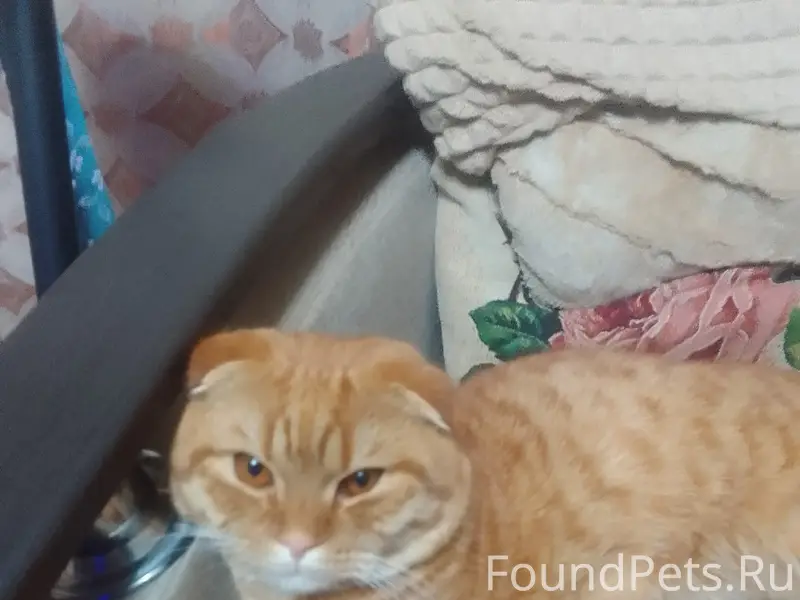 Пропал вислоухий рыжий кот, Сосновая 1.1