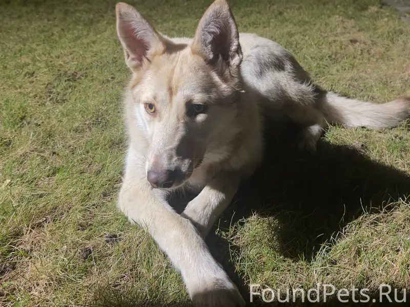 Найден щенок, [место: санаторий Сосновая горка]