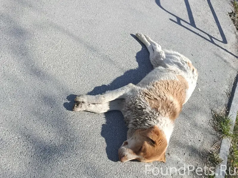 Найден щенок, дши номер 2, Степана Разина дом 2