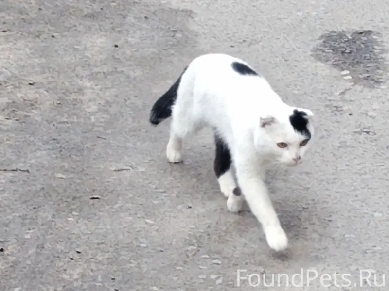 Найден шотландский вислоухий кот, станция у Жемчужины