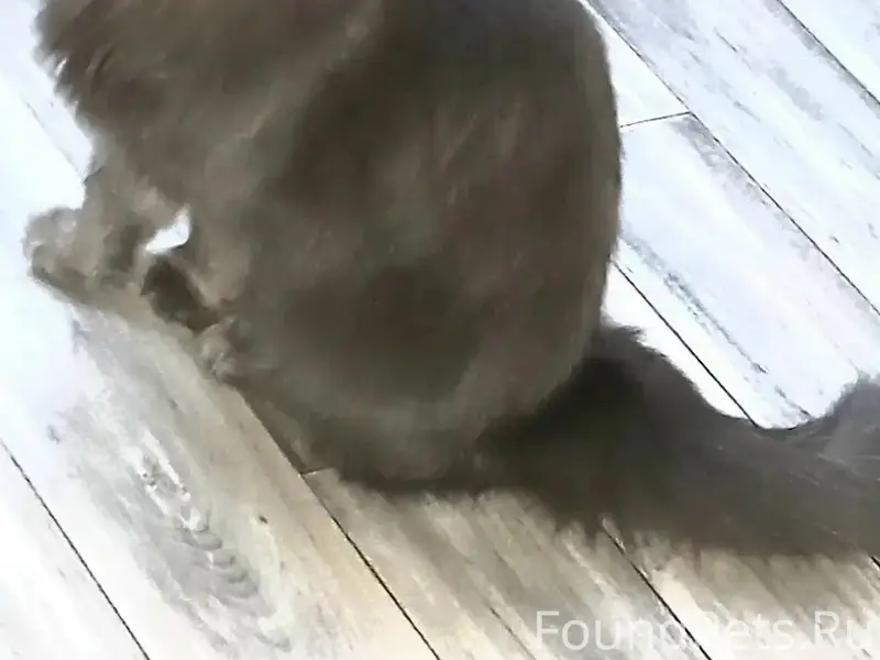 Пропала кошка, Московский район