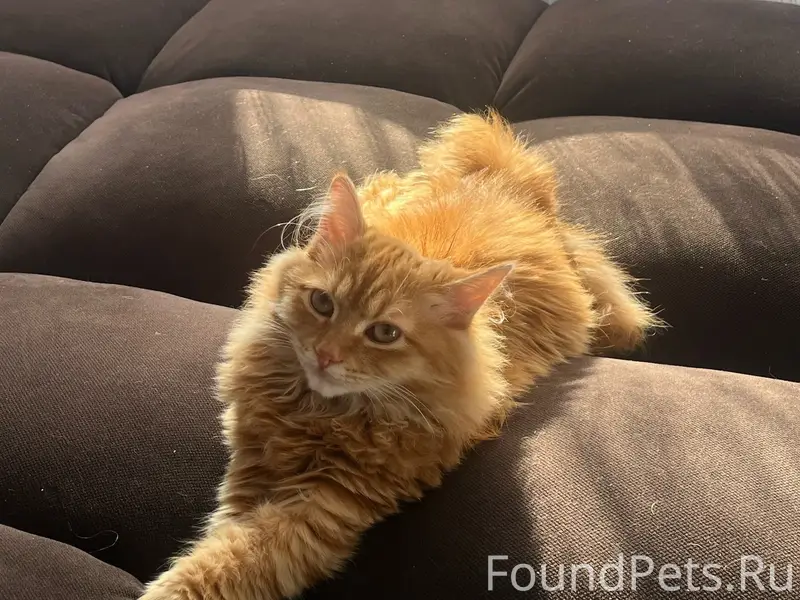 Пропал рыжий кот, 1 мкр дом 17