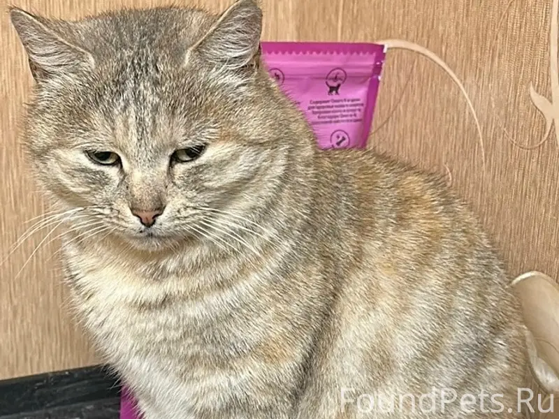 Пропала кошка Мурка, Новая Усмань