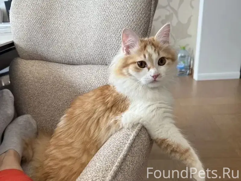 Пропал кот Рыжик