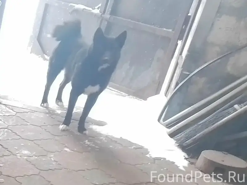 Пропала собака Герда