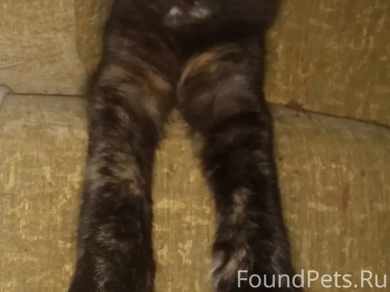 Пропала кошка Даша, Лиозно, улица Чкалова