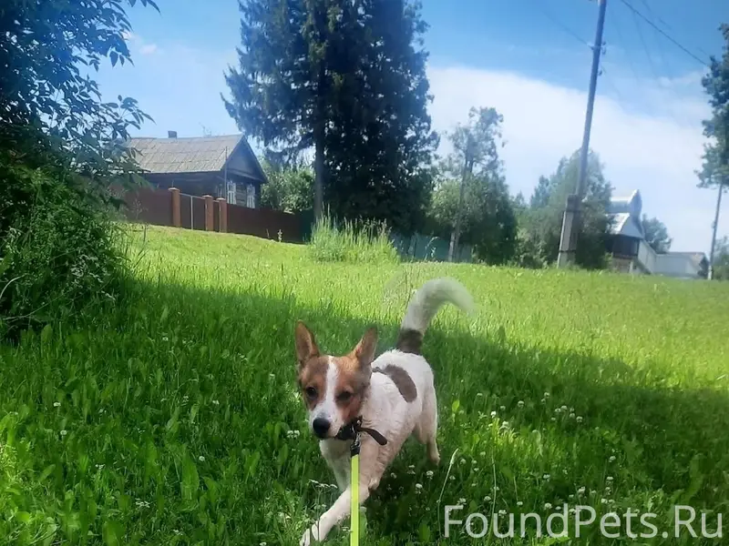 Пропала девочка метис Джек рассел Грета