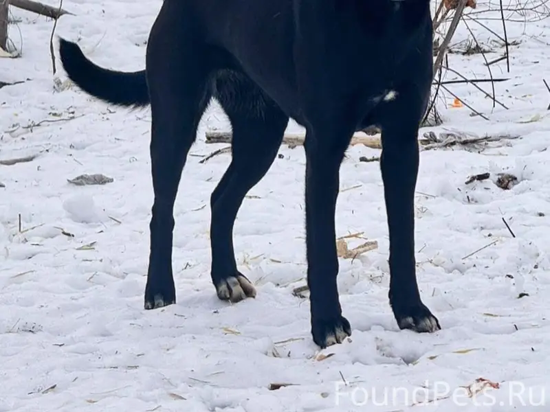 Пропала собака, район Стачки/Малиновского